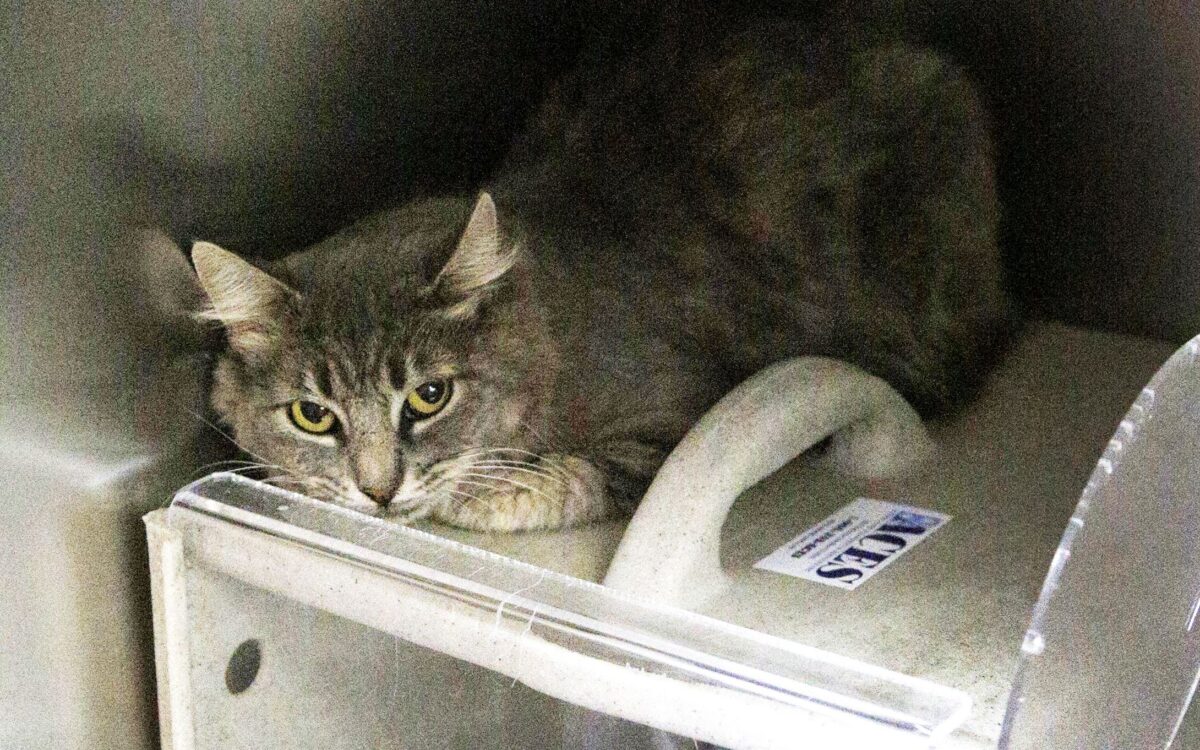 Catch and Release Davis County finds solution to feral cat problem